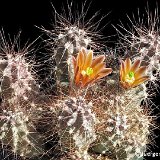 Echinocereus mapimiensis ®Juergen Menzel.jpg
